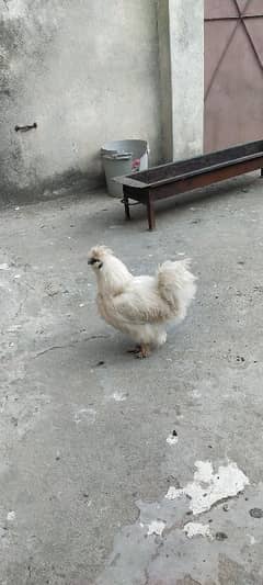 fancy chicken