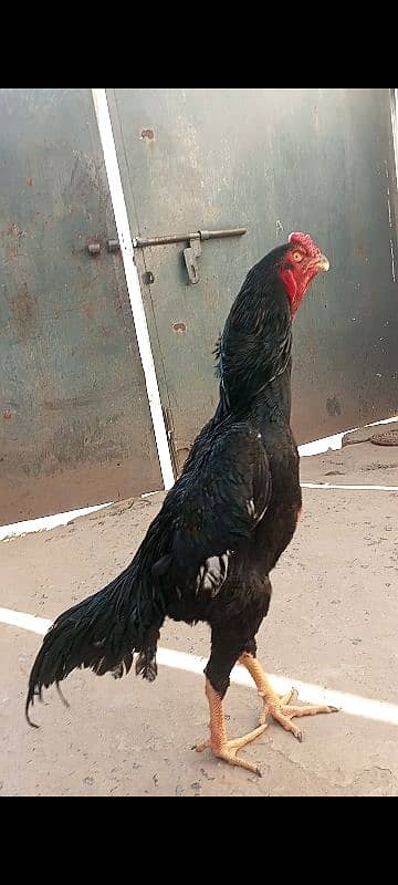 O shamu Male For sale 0