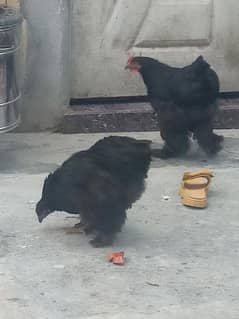 2 black Heavy cochin