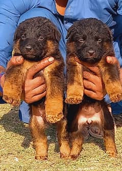 German Shepherd long coat puppies for sale