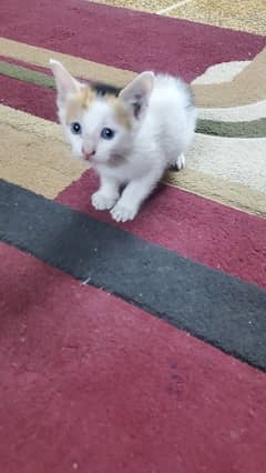 Mother cat with 2 kittens for free adoption