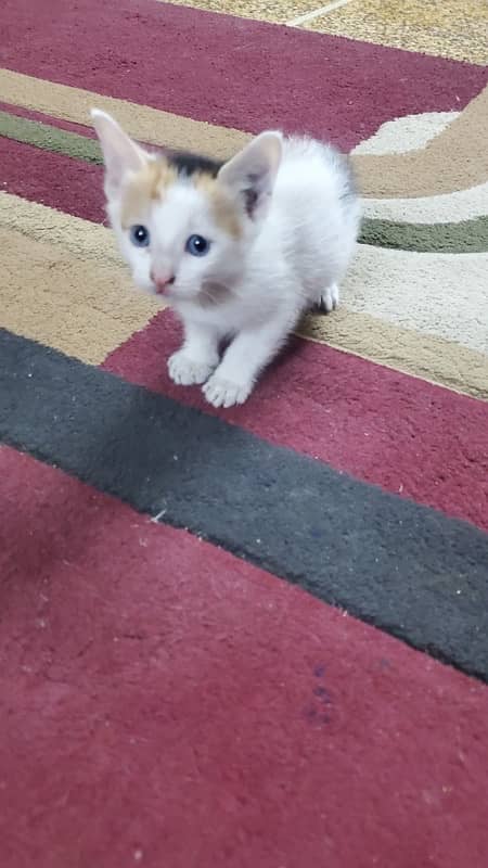 Mother cat with 2 kittens for free adoption 0