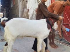 bakra