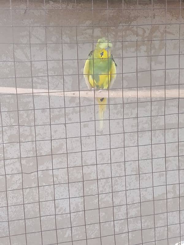 Australian parrot 1