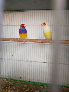 Gouldian Finch