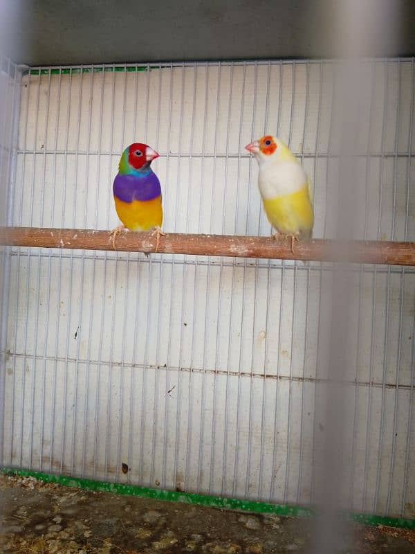 Gouldian Finch 0