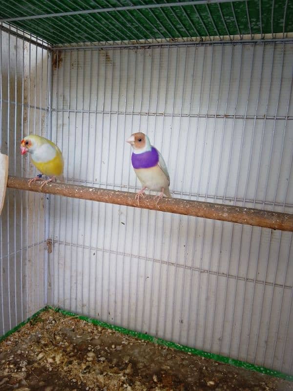 Gouldian Finch 1