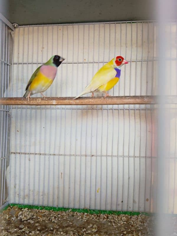 Gouldian Finch 2