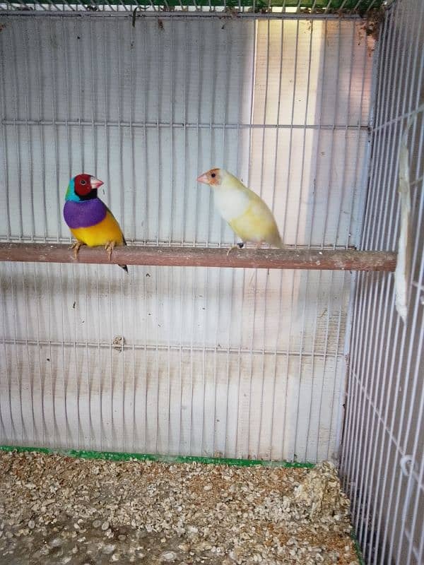 Gouldian Finch 3