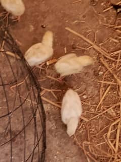 oh shamoo white chicks for sale per piece 10k