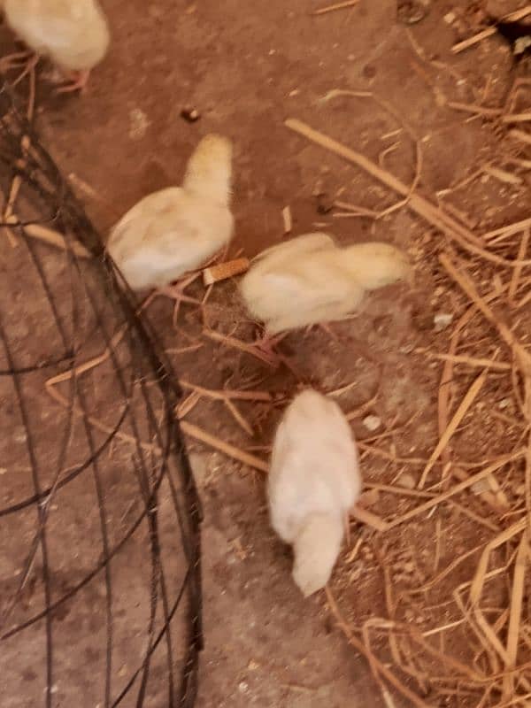 oh shamoo white chicks for sale per piece 10k 0