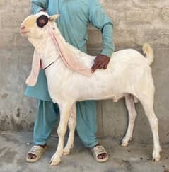 gulabi breeder