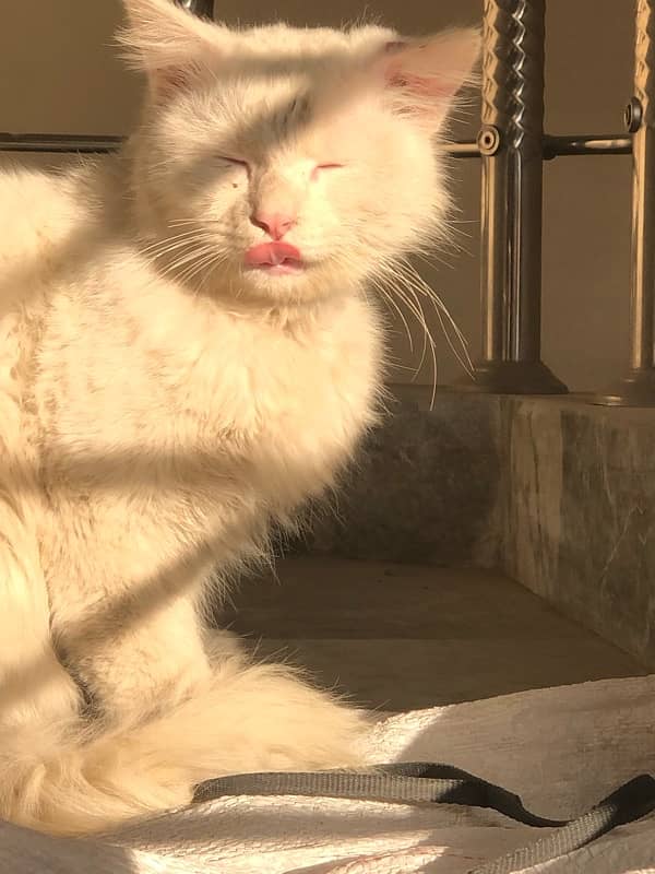 Persian Cat in odd eyes - Male 0