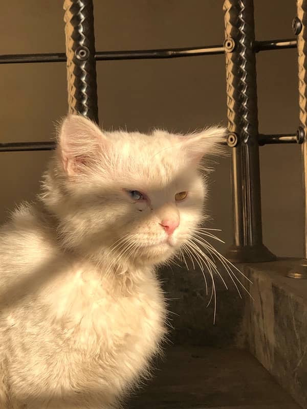 Persian Cat in odd eyes - Male 1