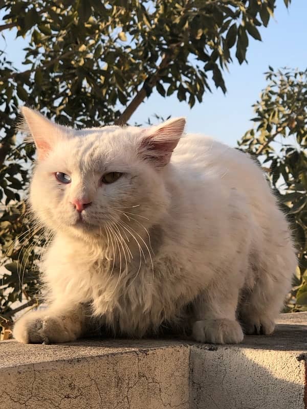 Persian Cat in odd eyes - Male 3