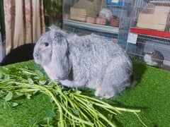 Loin lop Breder rabbits so beautiful healthy active cute