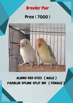 Love Birds Breeder Pair