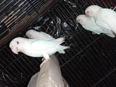 Albino Red eyes Breader pair with egg