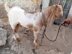 Bakra