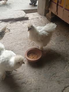 Silkie White