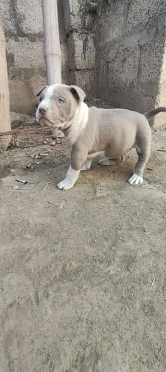 female Pitbull puppy