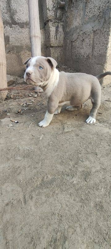 female Pitbull puppy 0