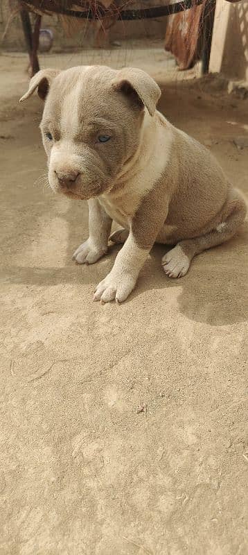 female Pitbull puppy 1