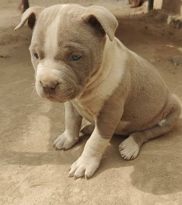 female Pitbull puppy 2