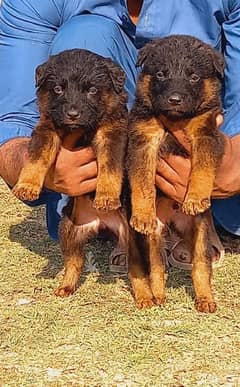 black German Shepherd | German Shepherd puppies | puppy | GSD dog