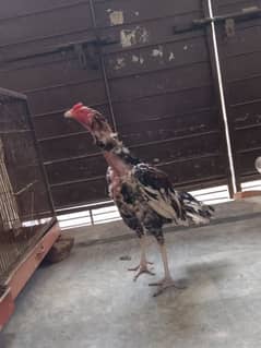 Aseel beautiful hen pair