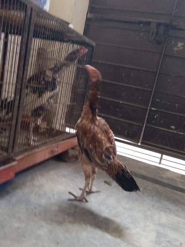 Aseel beautiful hen pair 4