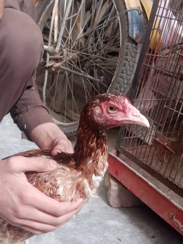 Aseel beautiful hen pair 5