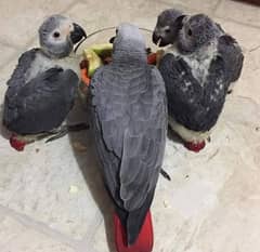 Affrican Congo Grey Chicks