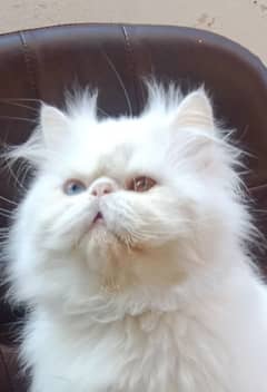 Piki Face Odd eye Stud Male | Peki | Peke | Stud | matting| Persian