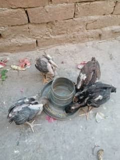 aseel chicks for sale contact on 03220841642