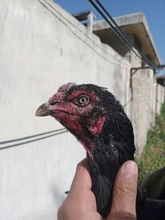 Ase hen for  sale