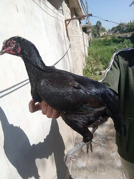 Aseel hen for  sale 1