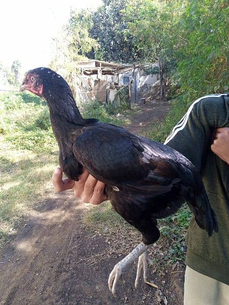 Aseel hen for  sale 2