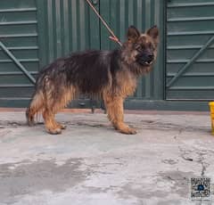 Long Coat german shepherd male