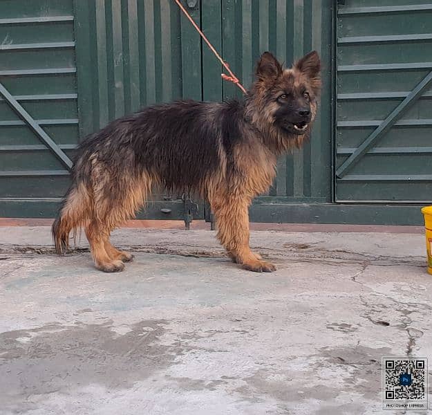 Long Coat german shepherd male 0