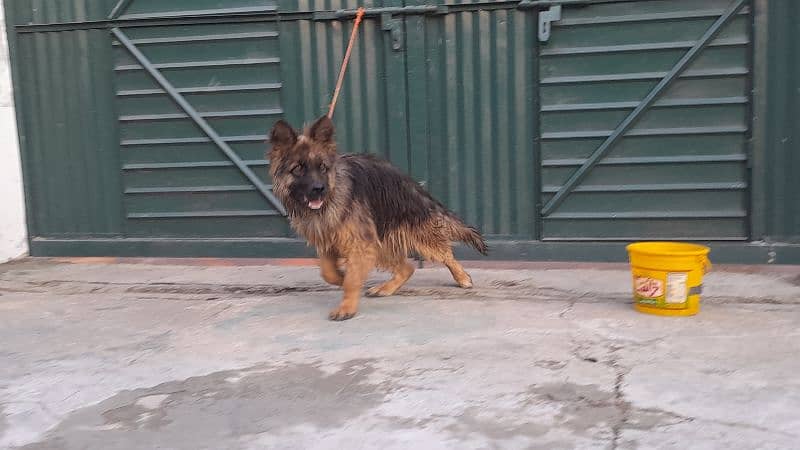 Long Coat german shepherd male 2