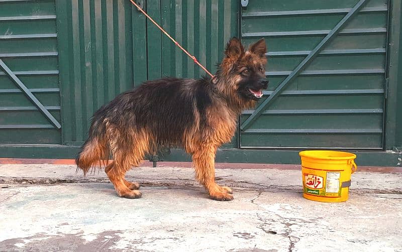 Long Coat german shepherd male 3