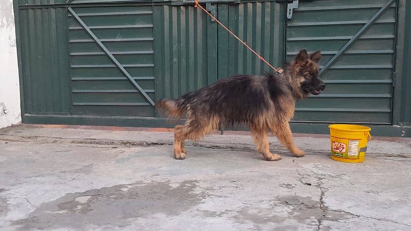 Long Coat german shepherd male 4