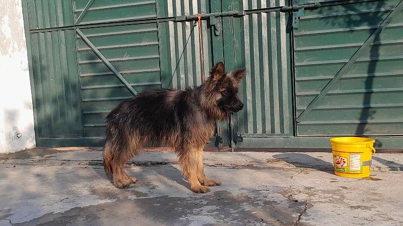 Long Coat german shepherd male 5