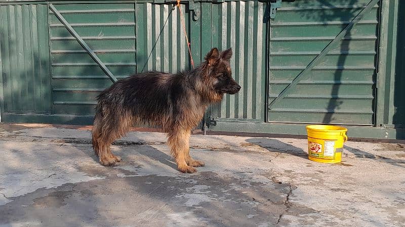 Long Coat german shepherd male 6