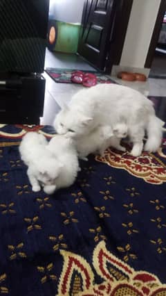 Cat for sale in Olx Pakistan,Sialkot