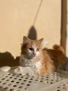 persian cat brown male