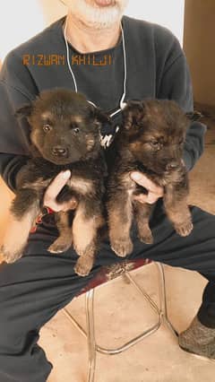 German shepherd puppies long coat none pedigree