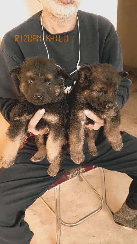 German shepherd puppies long coat none pedigree 0