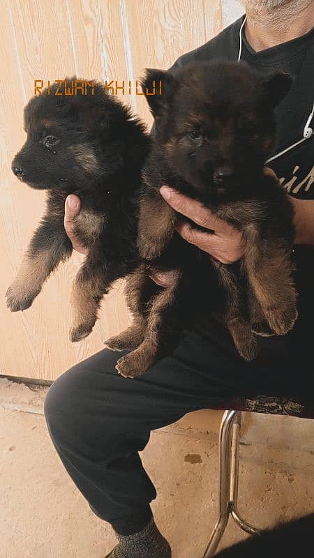 German shepherd puppies long coat none pedigree 1